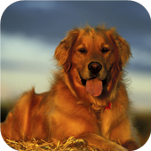 Sporting dogs Golden Retriever icon