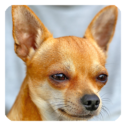 Cute Dogs Live Wallpaper icon