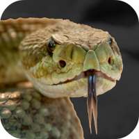 Rattlesnake Sounds on 9Apps