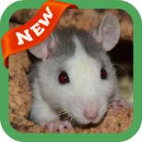Rat Wallpaper on 9Apps