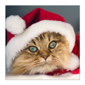 Cute Cat Wallpapers icon