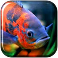 Aquarium 3D. Video Wallpaper