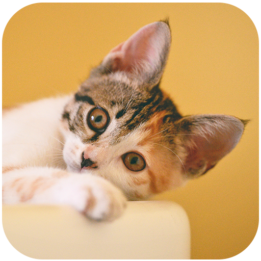 Cute Kitten And Cat Wallpaper HD icon