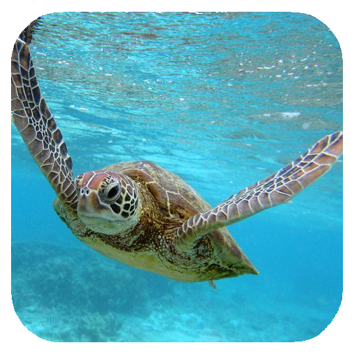 Sea Turtle HD. Wallpaper icon