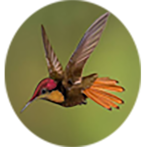 Name of Animals and Birds icon