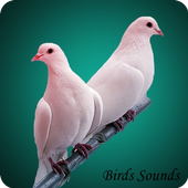 80 Birds Sounds and ringtone أيقونة