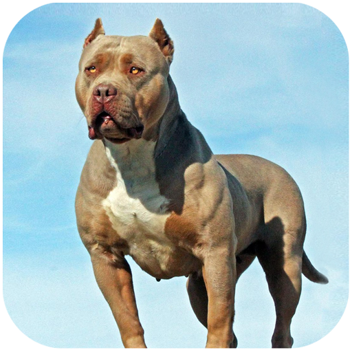 Pitbull Dog Simulator أيقونة