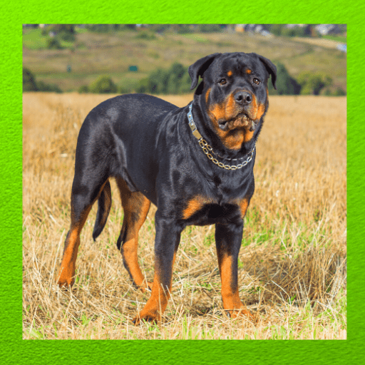 Rottweiler Dog icon