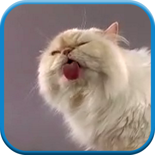 Cat screen licks Video LWP icon