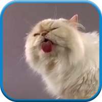 Cat screen licks Video LWP