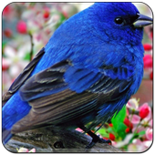 Bird Relaxing Sounds icon