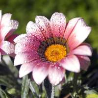 Daisy Flower HD Wallpaper on 9Apps