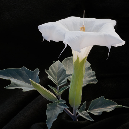 160 Photo Crosswords icon