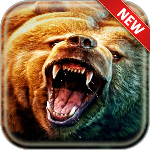 Bear Wallpapers icon