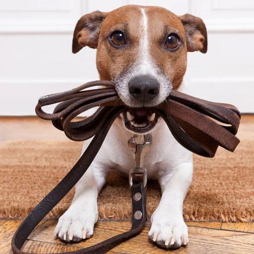 Curso de Adiestramiento Canino icon