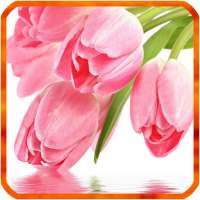 Tulip Live Wallpapers on 9Apps