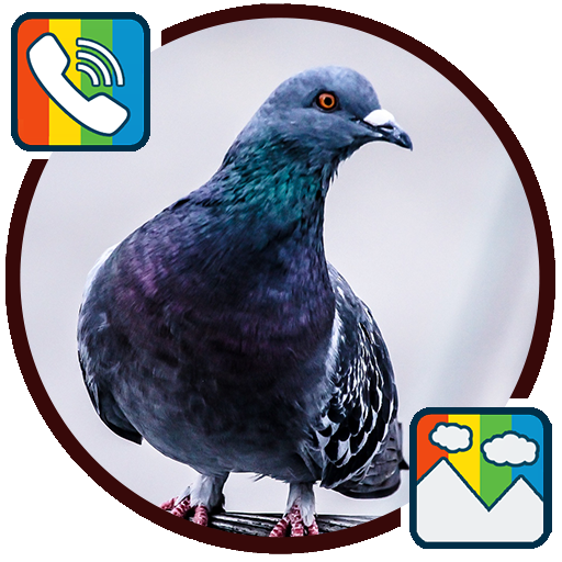 Pigeon - RINGTONES and WALLPAPERS icon