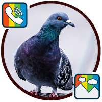 Pigeon - RINGTONES and WALLPAPERS on 9Apps