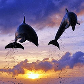 Dolphins Wallpapers icon