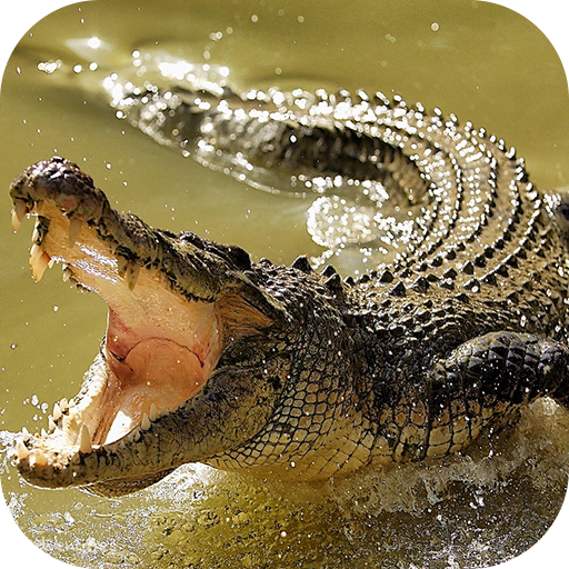 Crocodile Wallpapers icon