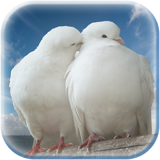 Dove Photo Frame icon