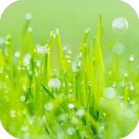 Grass Live Wallpaper on 9Apps