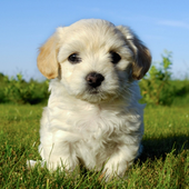 Your Dog Pet Friend icon