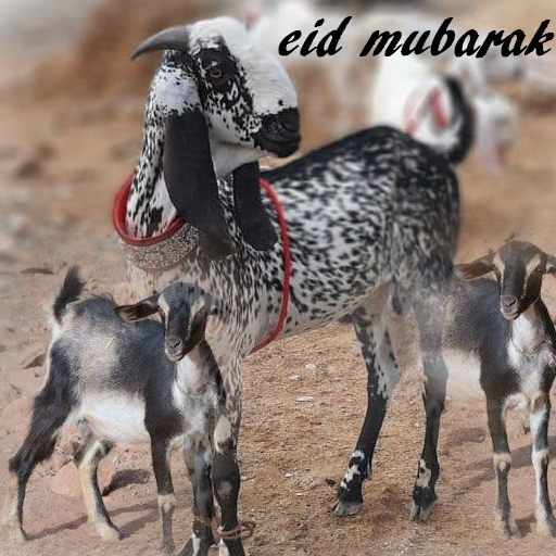 Eid Ul Adha 2020 Card And Greetings icon