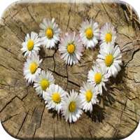 Good Morning Love Quotes for Her