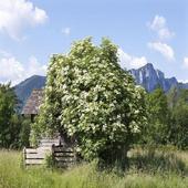 The meeting bush icon