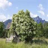 The meeting bush on 9Apps