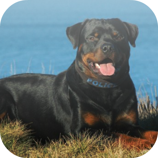 Rottweiler dog Keyboard icon