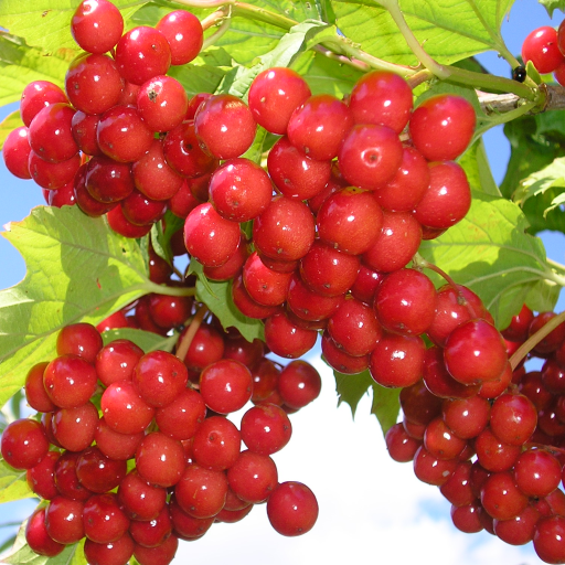 Guelder Rose HD Live Wallpaper icon