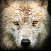 Game of Dire Wolf Hunt icon