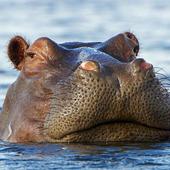 Hippo Wallpapers icon