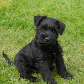 Schnauzer Dogs Jigsaw Puzzles icon