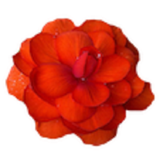 Narysuj swoją nazwę z kwiatami icon