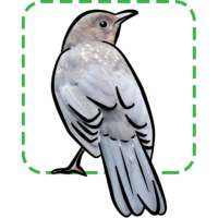 British Birds on 9Apps