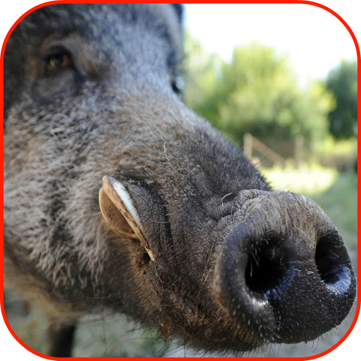 Wild Boar Hunting Calls icon