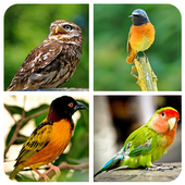 Bird Puzzle Game icon