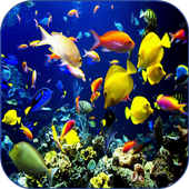 Sea Life Video Wallpapers icon