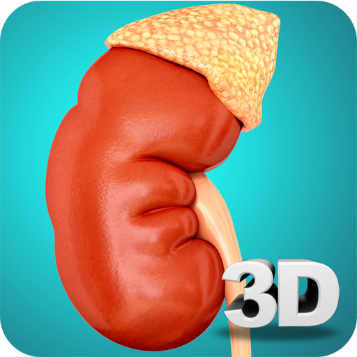 Kidney Anatomy Pro. icon
