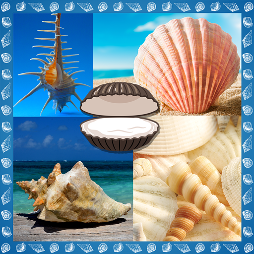 Seashells Photo Collage icon