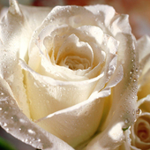 Free Flowers Wallpapers icon