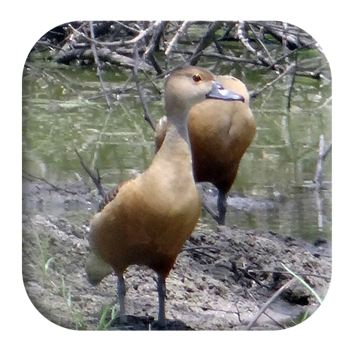 Lesser Whistling Duck Sounds icon