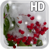 Winter Berry Live Wallpaper icon