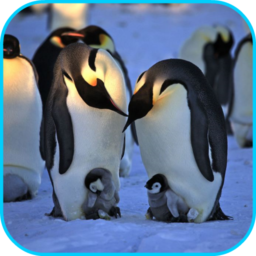 Penguins Video Live Wallpaper icon