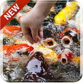 Koi Free 3D Live Wallpaper on 9Apps