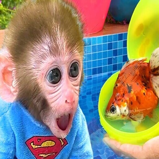 Bibi The Monkey icon