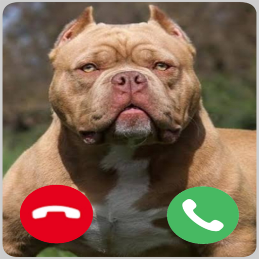 Pitbull Dog Fake Video Call &amp; Wallpaper HD icon
